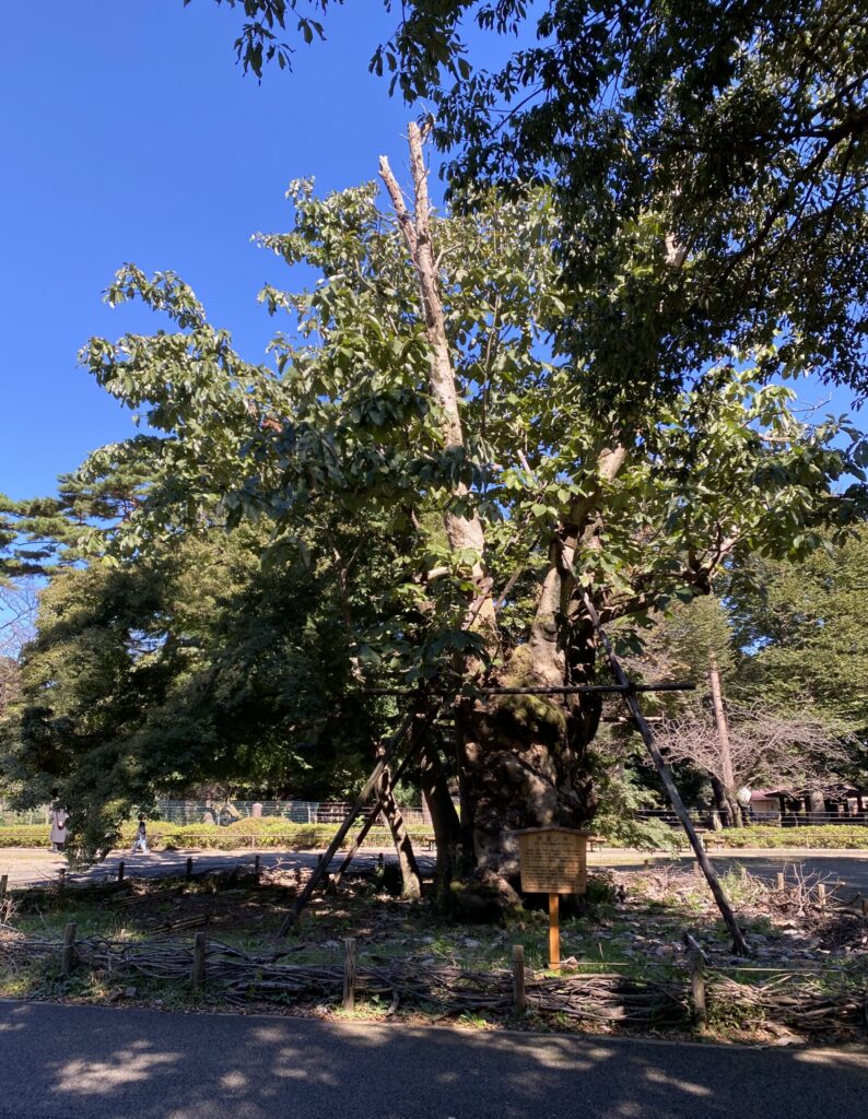 井の頭自然文化園内のホオノキの巨木